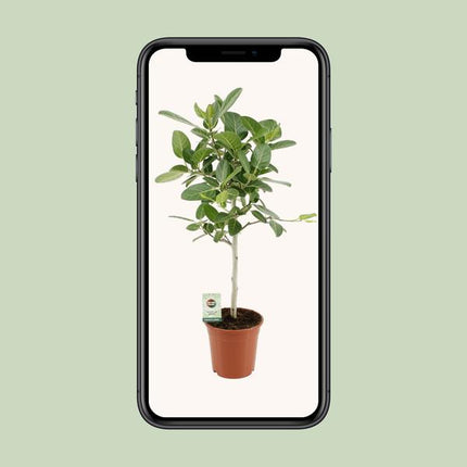 Ficus Benghalensis Petite Audrey - ↕75cm - Ø21cm