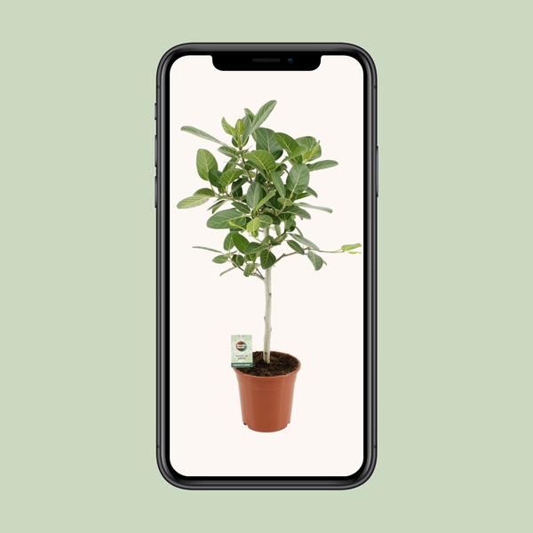 Ficus Benghalensis Petite Audrey - ↕75cm - Ø21cm