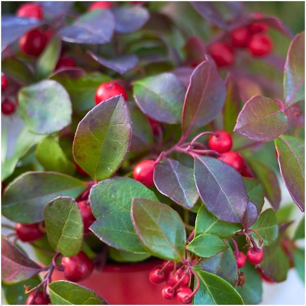 Gaultheria Procumbens 'Big Berry' - ↕15-20 cm - Ø12cm - 6x