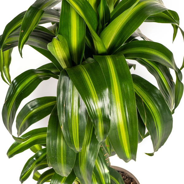Dracaena Deremensis Hawaiian Sunshine - ↕80cm - Ø19cm