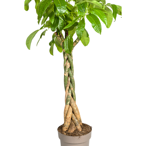 Pachira Aquatica - Geldboom - ↕170-180cm - Ø30cm