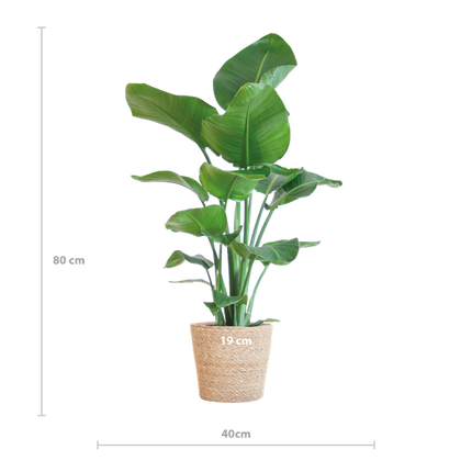 Strelitzia Nicolai con cesta Sofia natural - ↕80cm - Ø21cm