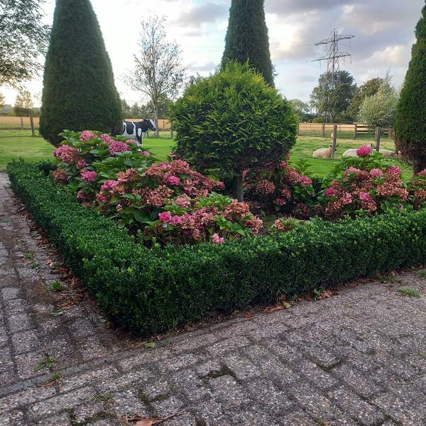 Euonymus Japonicus Green Spire - Buxus Vervanger ↕10-25cm - Ø9cm - 6x