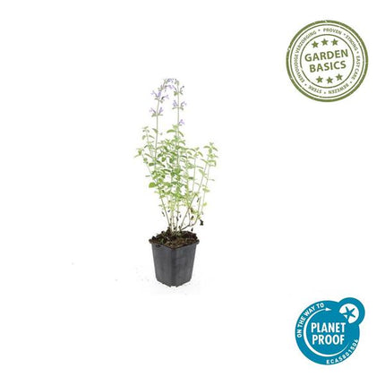 Nepeta 'Walker's Low' - Kattenkruid - ↕10-25cm - Ø9cm - Borderplant - 60x