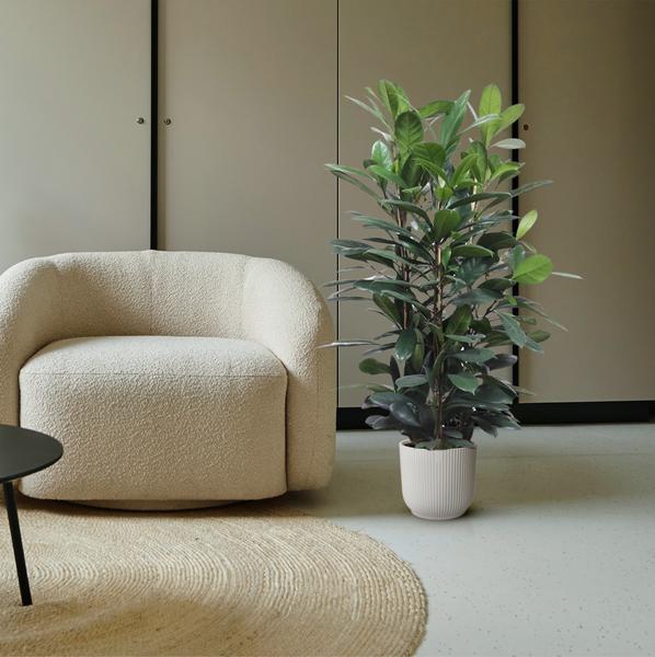 Ficus Cyathistipula struik - ↕140 cm - Ø34cm
