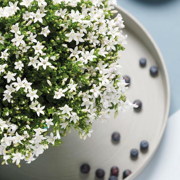 Campanula Addenda - Klokjesbloem wit Ø12cm - 2m2 bodembedekker - 12 stuks - Ambella white - tuinplanten - winterhard