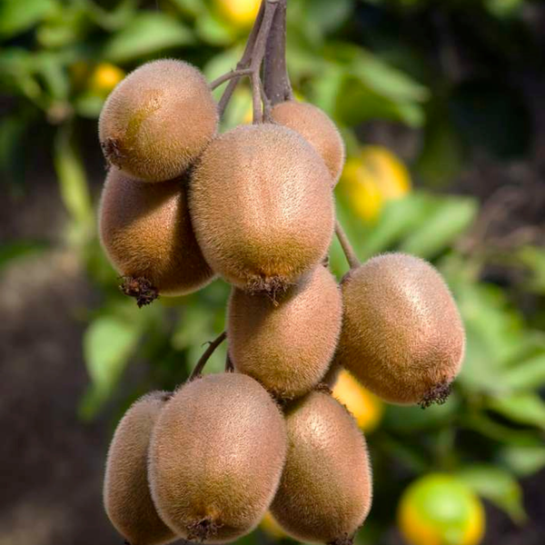 Fruitplanten mix set van 3 verschillende soorten - Biologisch - "Zoete oogst trio"