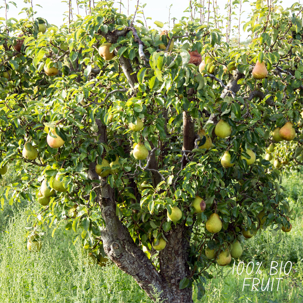 Perenboom Pyrus Biologisch - 1x - ↕60cm - Ø20cm