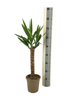 Yucca Elephantipes - ↕70-80cm - Ø17cm