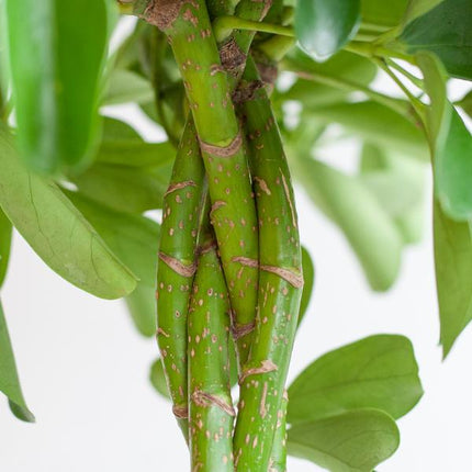 Vaso Schefflera Arab Nora con pianta Viber bianca - ↕70cm - Ø21