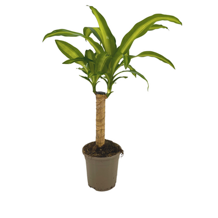 Dracaena Fragrans Massangeana - Smocza Roślina - ↕65cm - Ø17cm