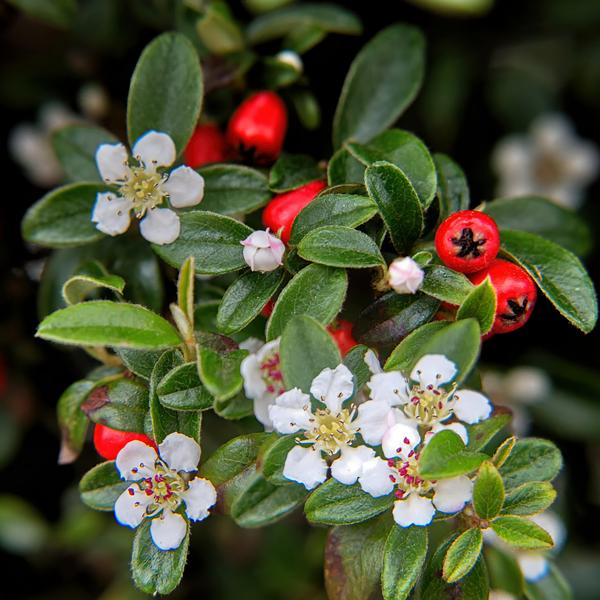 Cotoneaster Dammeri - ↕10-25cm - Ø9cm - Bodembedekker - Borderplant - 40x