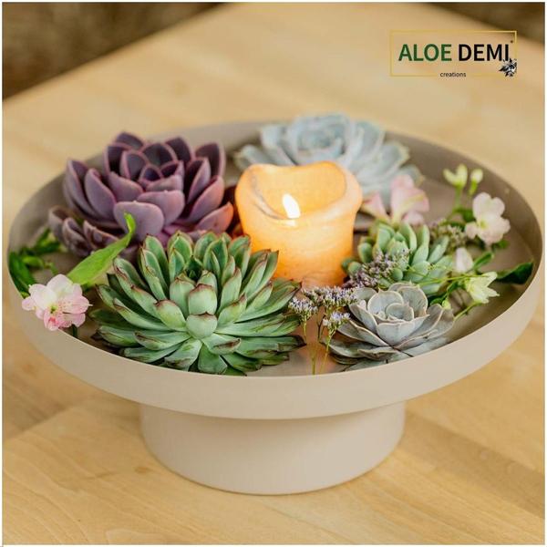 Caja de mezcla mediana de Echeveria sin raíces GIY