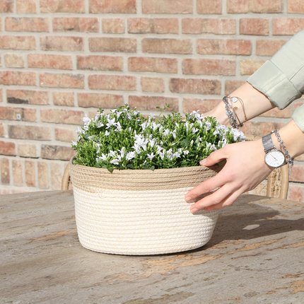 Campanula Addenda Ambella blanca - Maceta de algodón con campanilla y sistema de riego - 3 piezas - Campanilla blanca - Ø12cm - Interior y exterior