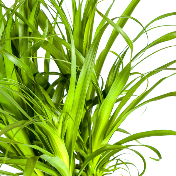 Beaucarnea Recurvata Stam - ↕120cm - Ø27cm - Olifantenpoot Plant