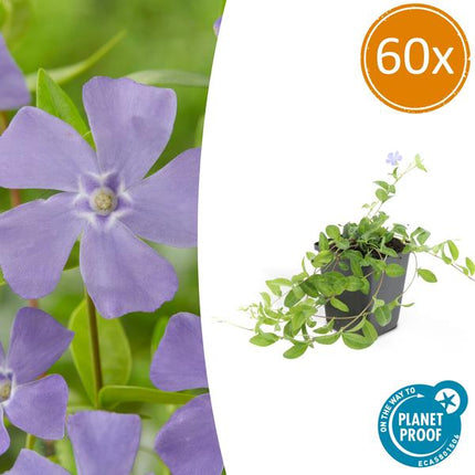 Vinca minor - Kleine Maagdenpalm - ↕10-25cm - Ø9cm - Bodembedekker - 60x