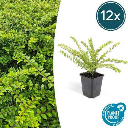 Lonicera Nitida 'Maigrün' - Caprifoglio - ↕10-25cm - Ø9cm - Pianta da bordura - 12x