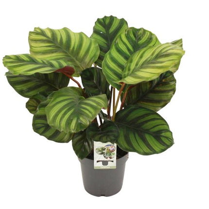 Calathea Fasciata - ↕50cm - Ø14cm