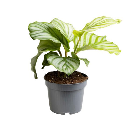 Calathea Orbifolia - ↕25cm - Ø12cm