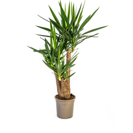 Yucca Elephantipes -↕90-100cm - Ø24cm