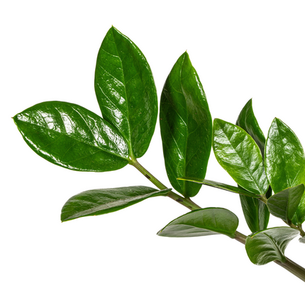 Zamioculcas Zamiifolia – ZZ-Pflanze – ↕40–50 cm – Ø17 cm