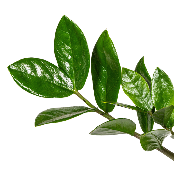 Zamioculcas Zamiifolia - ZZ Plant - ↕40-50cm - Ø17cm