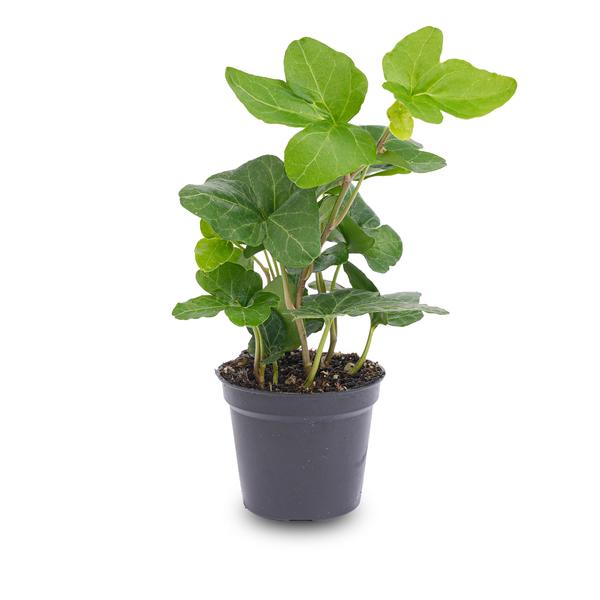 Hedera Helix – Ø6cm – Zimmerpflanze und Terrarienpflanze