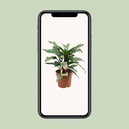 Aglaonema Maria - ↕40cm - Ø17cm