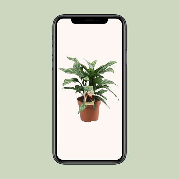 Aglaonema Maria - ↕40cm - Ø17cm