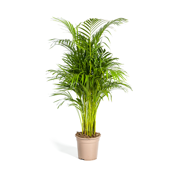 Areca Palm (Dypsis Lutescens) - Golden Palm - ↕110cm - Ø21cm