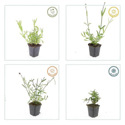 Verbena Bonariensis - IJzerhard - ↕10-25cm - Ø9cm - Borderplant - 12x