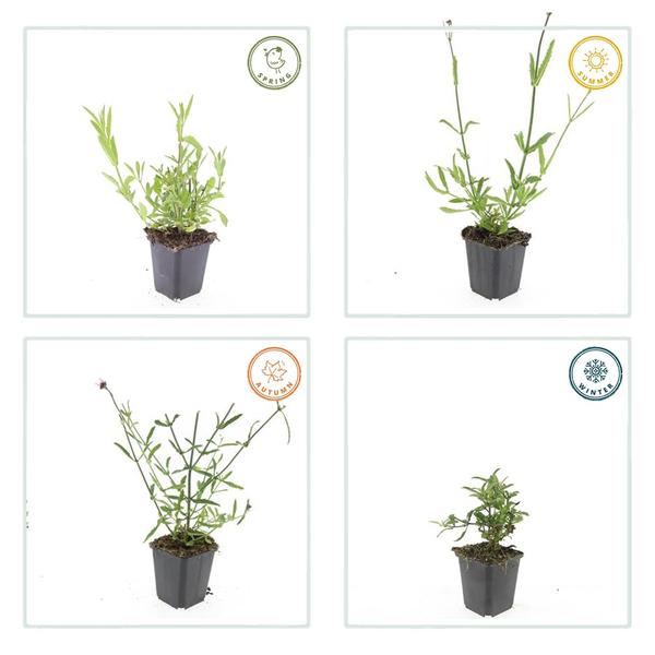 Verbena Bonariensis - IJzerhard - ↕10-25cm - Ø9cm - Borderplant - 12x