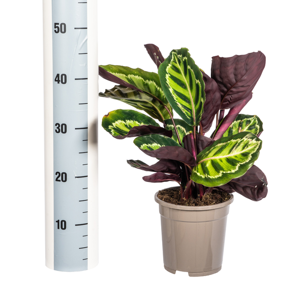 Calathea Roseopicta - ↕45cm - Ø17cm