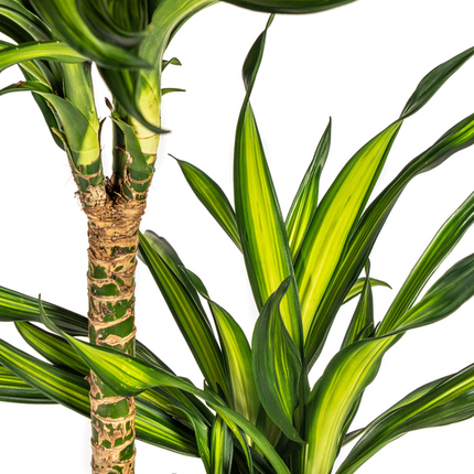 Dracena Deremensis Rikki - ↕140cm - Ø24cm