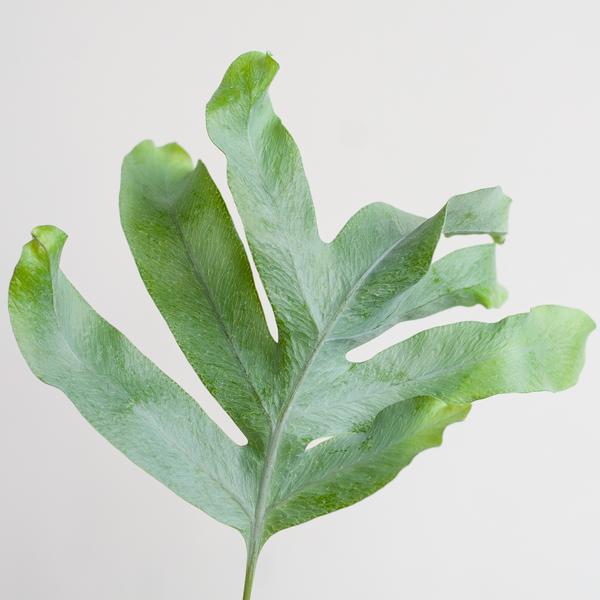 Phlebodium Aureum 'Blue Star' - Blauwvaren - met Mand Lissabon wit - ↕40cm - Ø17cm