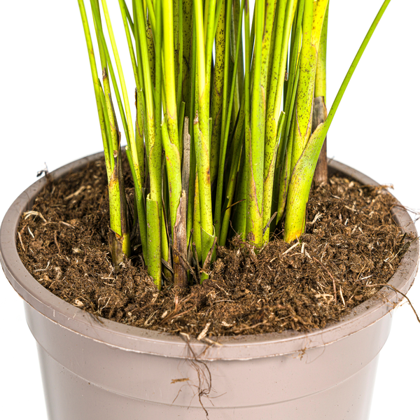 Areca Palm (Dypsis Lutescens) - Goudpalm - ↕90cm - Ø19cm