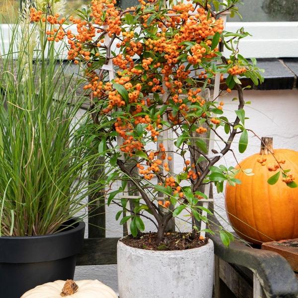 Pyracantha Coccinea Sunny Star - Vuurdoorn - ↕60cm - Ø12cm - 2x