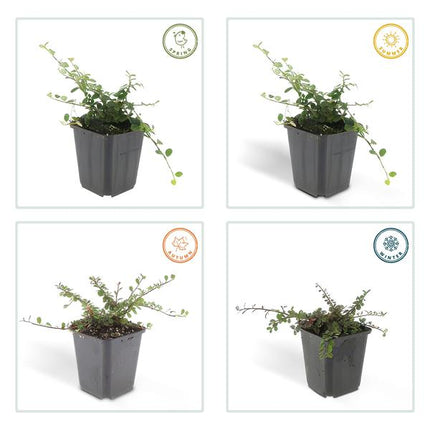 Cotoneaster Procumbens 'Queen of Carpets' - ↕10-25 cm - Ø9 cm - Bodendecker - Beetpflanze - 6 Stück