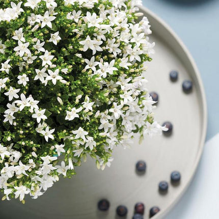 Campanule blanche Addenda Ambella | Campanule blanche en pot décoratif/nichoir en bois - Ø12cm - vivace - rustique