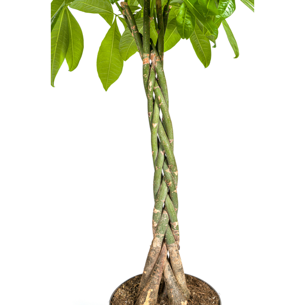 Pachira Aquatica - ↕130-150cm - Ø27cm