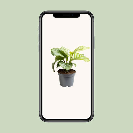 Calathea Orbifolia - ↕25cm - Ø12cm