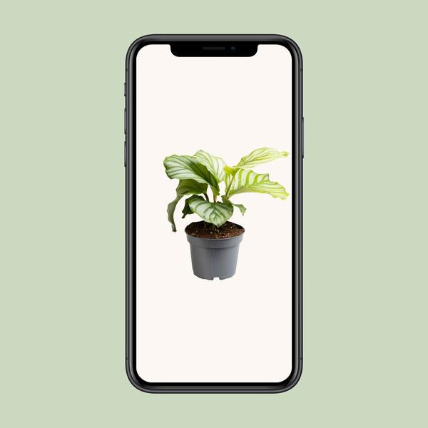 Calathea Orbifolia - ↕25cm - Ø12cm