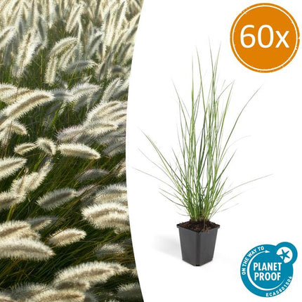 Pennisetum Alopecuroides 'Hameln' - Erba fontana - ↕10-25cm - Ø9cm - Erba ornamentale - 60x