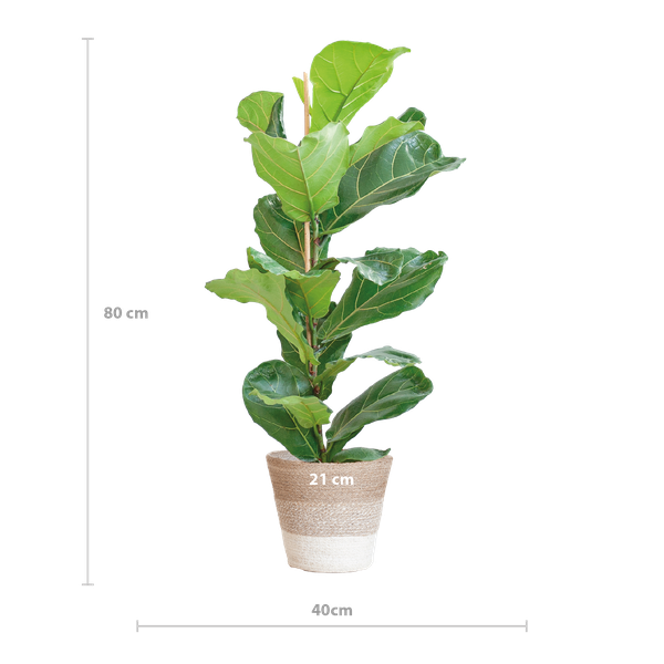Ficus Lyrata met Mand Lissabon wit - ↕80cm - Ø21cm