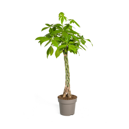 Pachira Aquatica - ↕130-150cm - Ø27cm