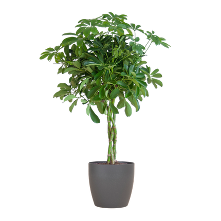 Schefflera Arab Nora med Viber grå plantepotte - ↕70cm - Ø21