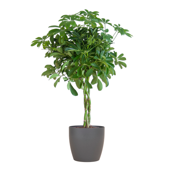 Schefflera Arab Nora z Viber grey plant pot - ↕70cm - Ø21