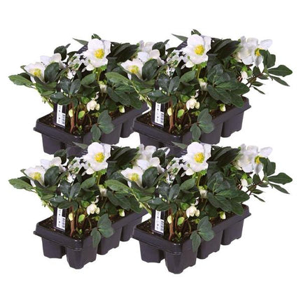 Helleborus niger 'Christmas Carol' - Christmas Rose - ↕20cm - Ø7cm - 24x