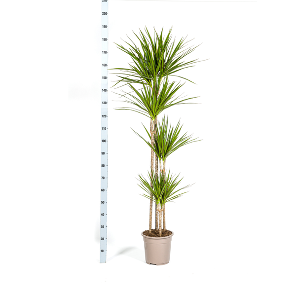 Dracaena Marginata Green - ↕180cm - Ø27cm - Drakenplant