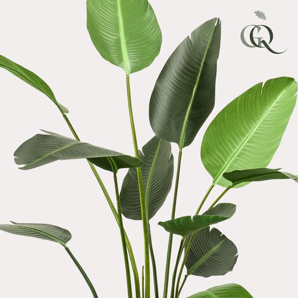 Kunstplant - Strelitzia Nicolai - Paradijsvogelbloem - ↕230cm - Ø17cm
